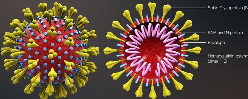 Coronavirus, le mutazioni fanno paura: è lotta contro il tempo.