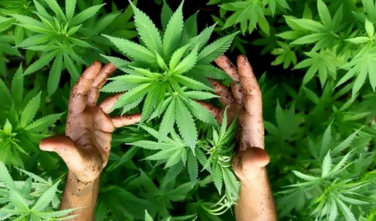 In Messico la Camera approva la legalizzazione della marijuana, la legge passa al Senato per il sì definitivo