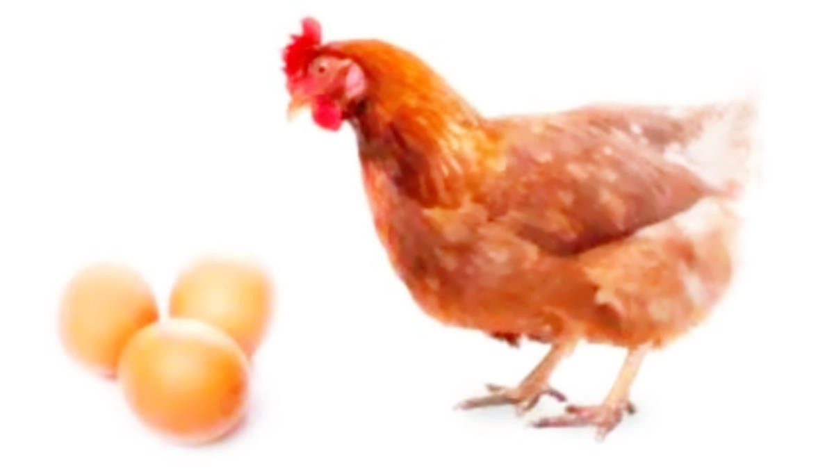E' nato prima l'uovo o la gallina?
