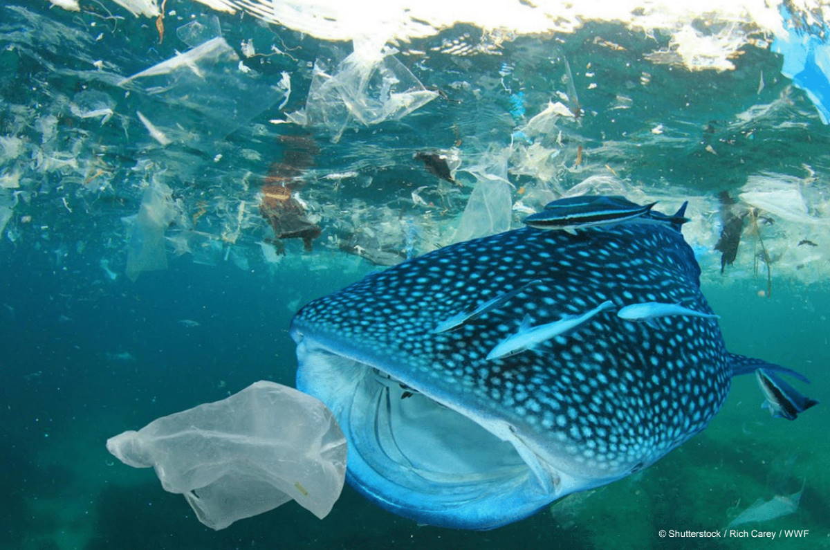 In un nuovo report il WWF predice che l'inquinamento degli oceani entro il 2050 sarà quattro volte maggiore