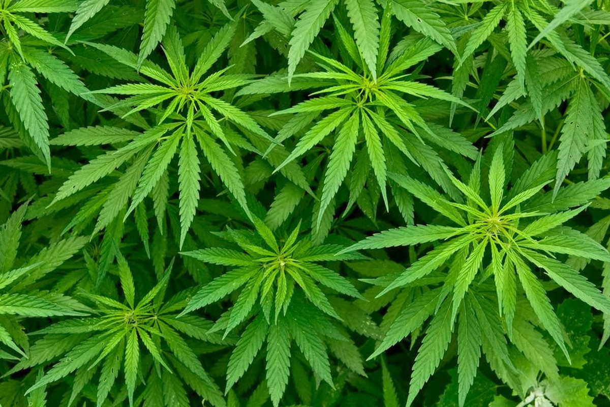 Sul no al referendum per la legalizzazione della cannabis Amato avrebbe detto cose false