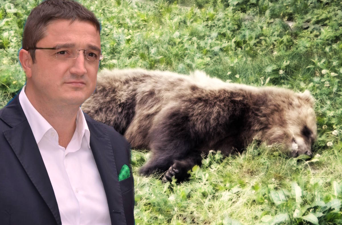 Trentino. Fugatti ha deciso di sterminare almeno 50 orsi