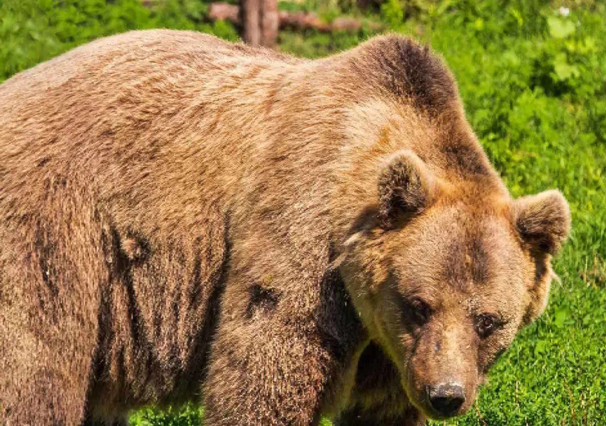 Esame necroscopico orso M62: l'Istituto Zooprofilattico delle Venezie risponde alla richiesta di accesso agli atti inviata dall'OIPA