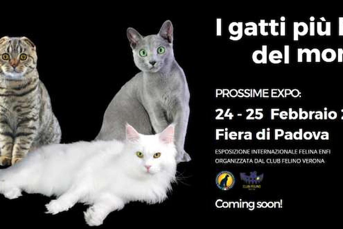 Padova, 24-25 febbraio 2024: L'Esposizione Internazionale Felina