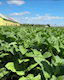 Visita a Plantaciones y Fábricas – XXV Festival del Habano