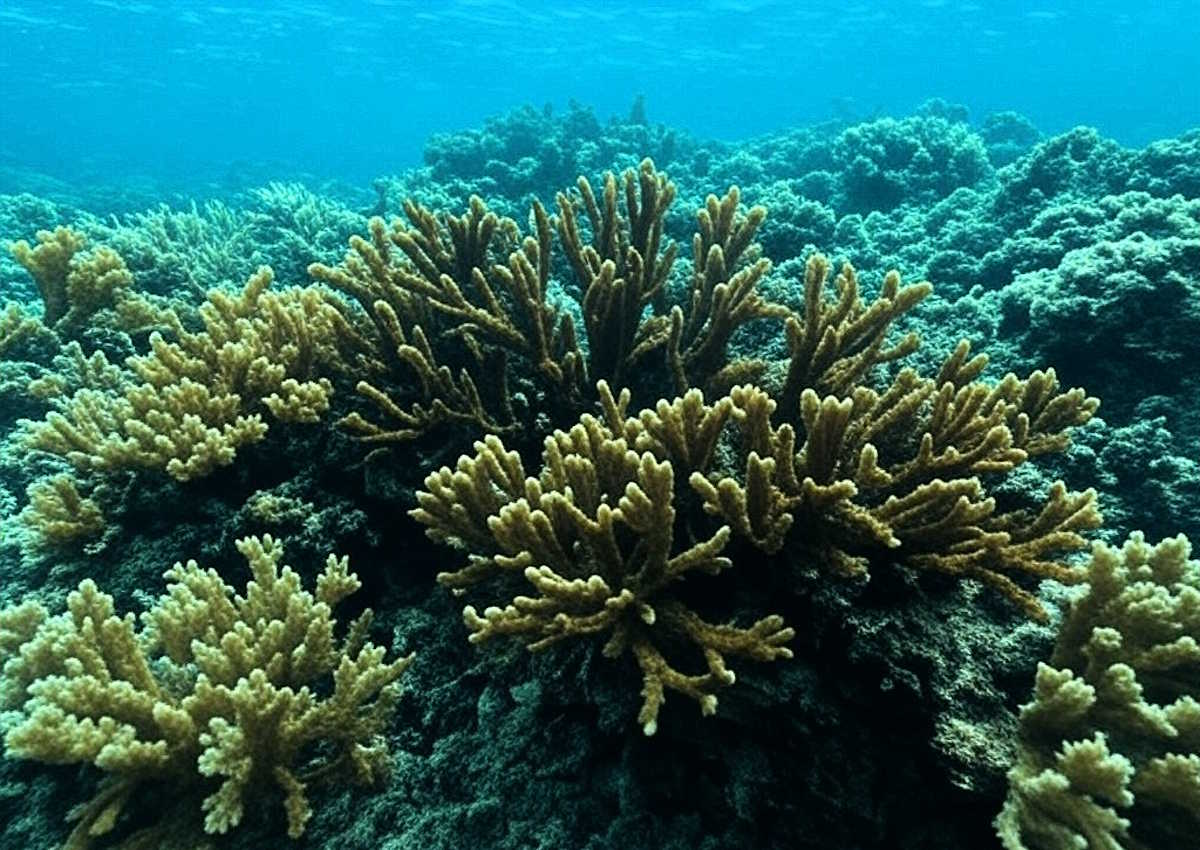 Ondate di calore marine: l'allarme degli scienziati sul collasso degli oceani e le sue conseguenze globali