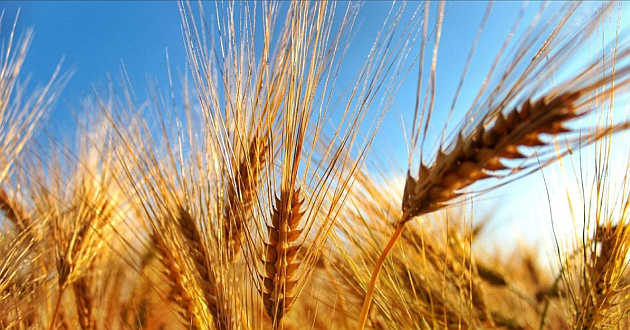 Economia Europea, bisogna affrontare i problemi dell'agricoltura