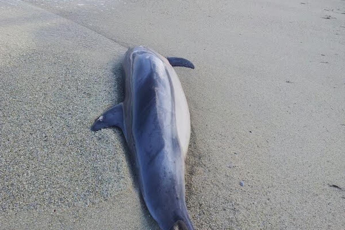 Salerno: delfino morto sulla spiaggia, indaga la Capitaneria