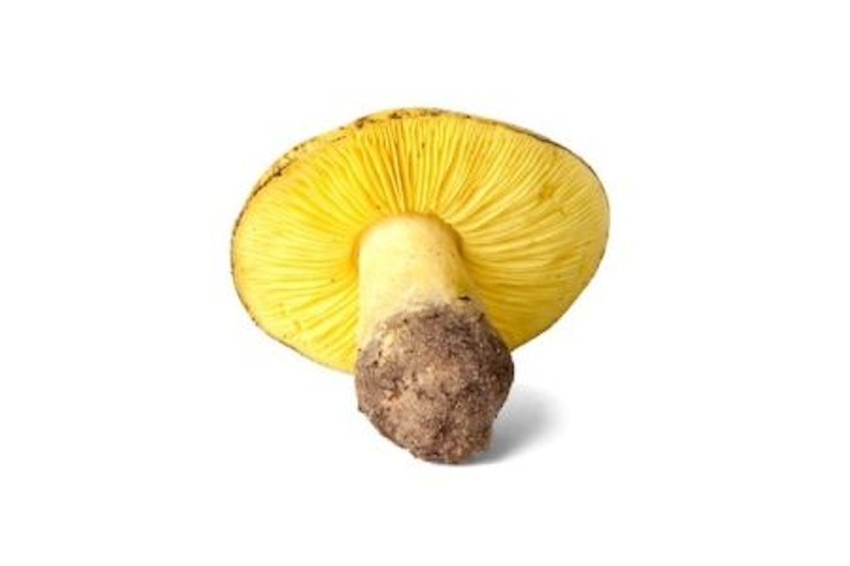 Fungo Tricholoma equestre