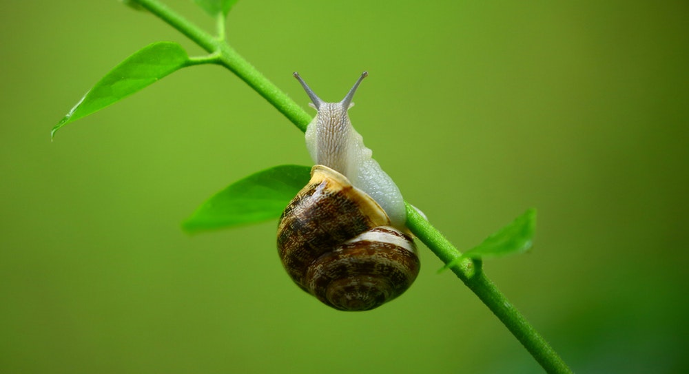 Sfatiamo qualche mito: 7 cose da sapere sulla bava di lumaca