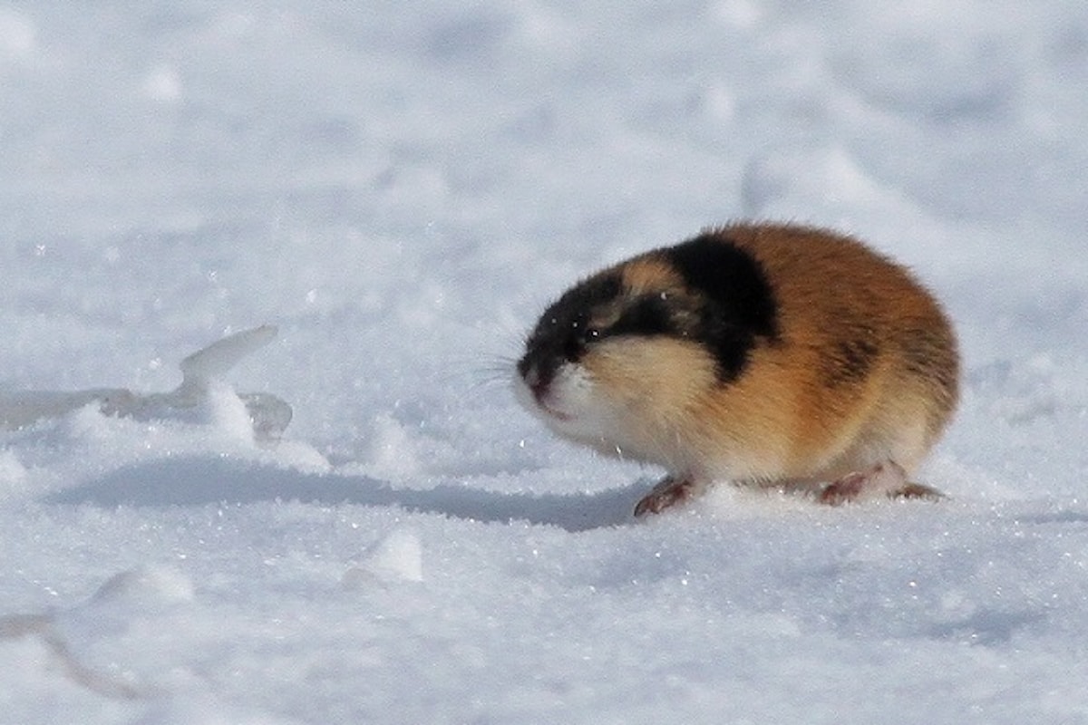 La storia del suicidio del lemming