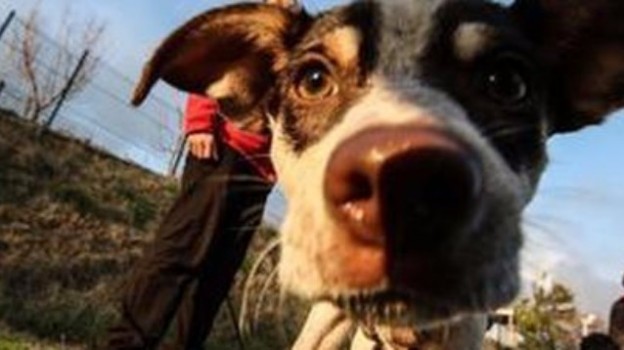Macabra dissaventura accaduta ad una signora di Imola e al suo cane