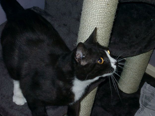 Un gatto scompare a Londra e ricompare a Parigi dopo 8 anni