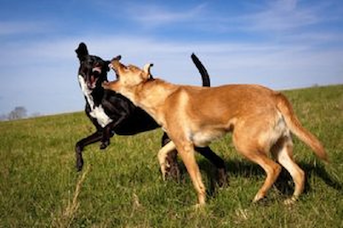 La dominanza e le gerarchie tra cani