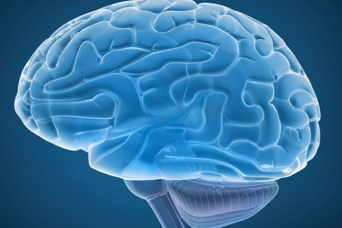 Cervello, trovata un'area che continua a crescere chiamata circonvoluzione fusiforme