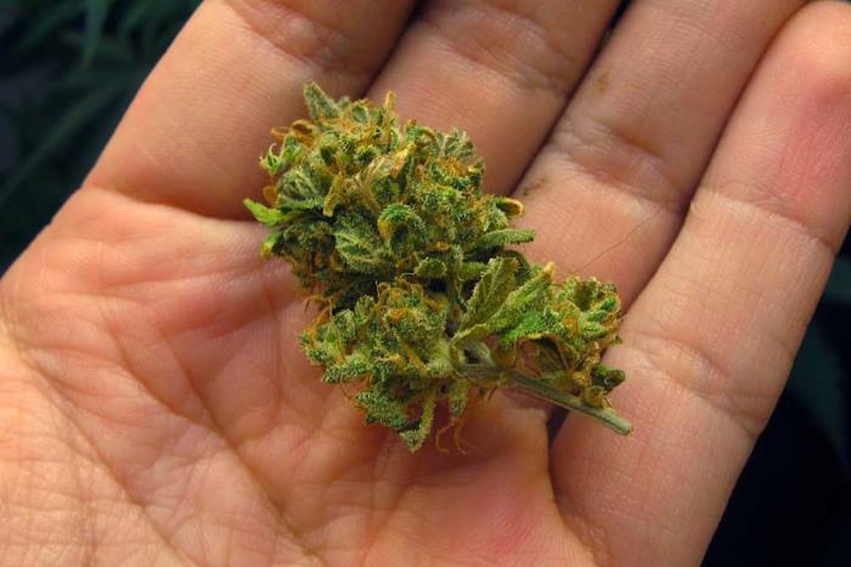Il Css raccomanda di vietare la vendita della cannabis legale, che cosa farà la ministra Grillo?